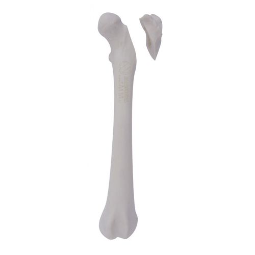 Modello anatomico di femore - AV250ESPF2 - Nacional Ossos - per chirurgia / didattico / canino