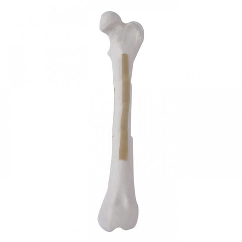 Modello anatomico di femore - AV250ESPF3 - Nacional Ossos - per chirurgia / didattico / canino