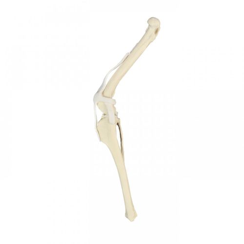 Modello anatomico per ginocchio - AV252 D - Nacional Ossos - per chirurgia / ad uso didattico / canino
