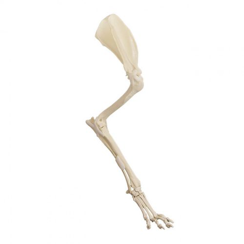 Modello anatomico arti superiori - AV725ESP - Nacional Ossos - per chirurgia / didattico / canino