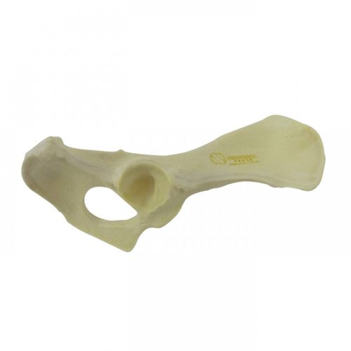 Modello anatomico di bacino - AV404 D - Nacional Ossos - per chirurgia / didattico / canino
