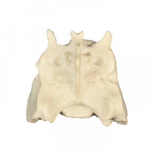 Modello anatomico di bacino - AV403 - Nacional Ossos - didattico / canino