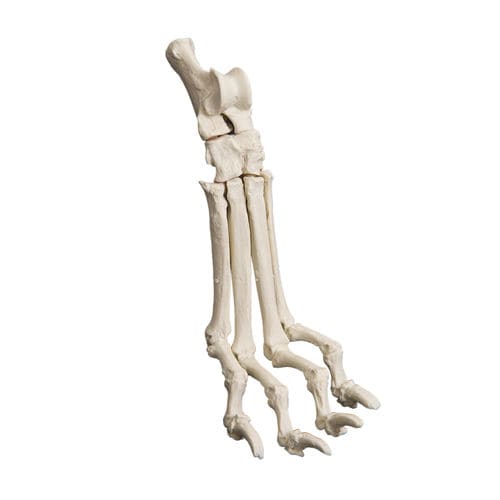 Modello anatomico di tarso - AV270 - Nacional Ossos - per chirurgia / didattico / canino
