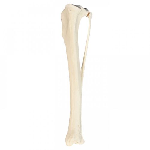 Modello anatomico osseo - AV210ESP - Nacional Ossos - di tibia / ad uso didattico / canino