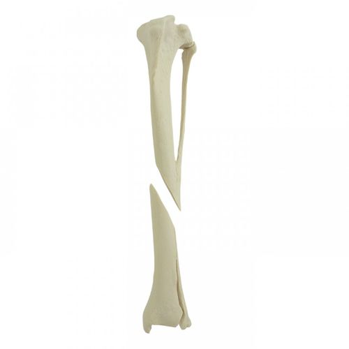 Modello anatomico di tibia - AV260ESPF2 - Nacional Ossos - per chirurgia / didattico / canino