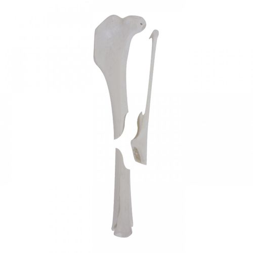 Modello anatomico di tibia - AV260ESPF1 - Nacional Ossos - per chirurgia / didattico / canino