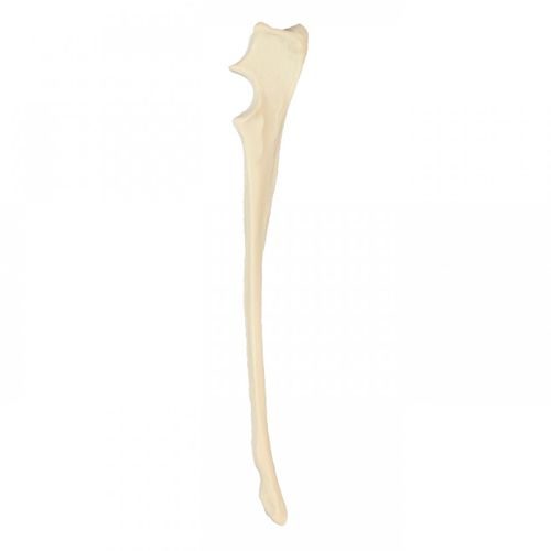 Modello anatomico di cubito - AV320 - Nacional Ossos - per chirurgia / didattico / canino