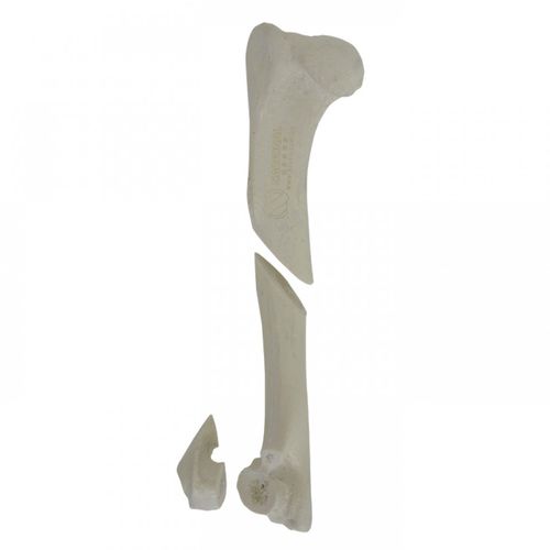 Modello anatomico di omero - AV350ESPF1 - Nacional Ossos - per chirurgia / didattico / canino