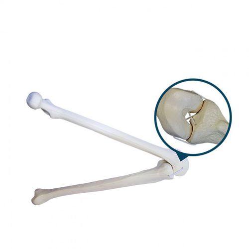 Modello anatomico di osso spugnoso - 1010L  - Nacional Ossos - di tibia / di femore / per chirurgia ortopedica
