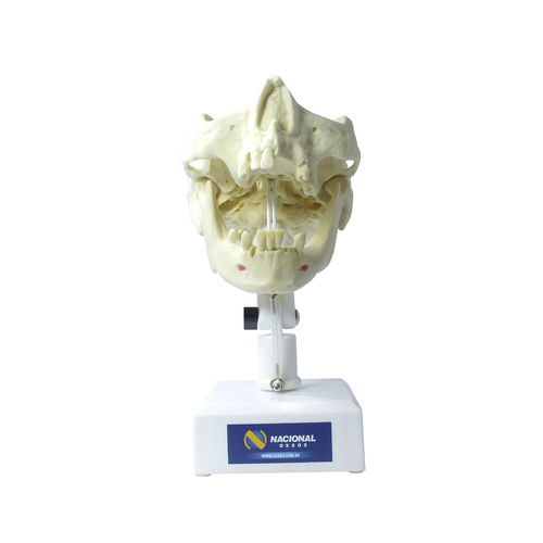 Modello anatomico di mandibola - 4005T - Nacional Ossos - di mascella / di seno nasale / di dentatura