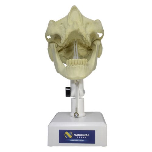 Modello anatomico di mandibola - 9971T  - Nacional Ossos - di mascella / di seno nasale / di dentatura