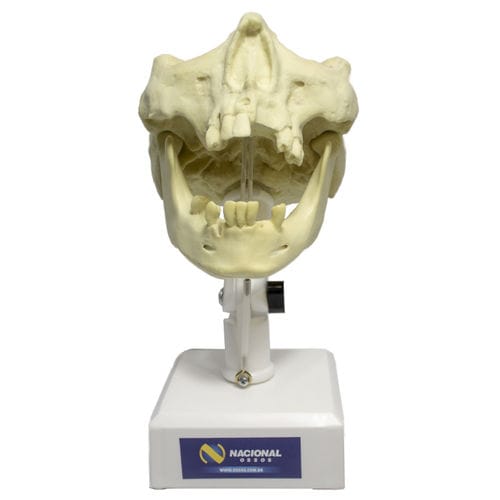 Modello anatomico di mandibola - 9973T - Nacional Ossos - di mascella / di seno nasale / di dentatura