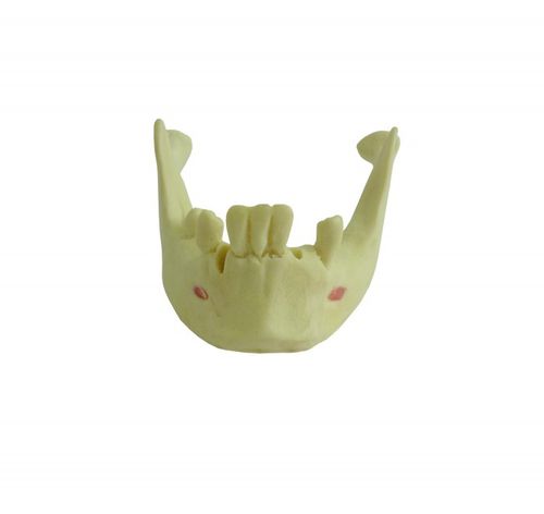 Modello anatomico osseo - 4012T  - Nacional Ossos - di mandibola / di mandibola / per implantologia