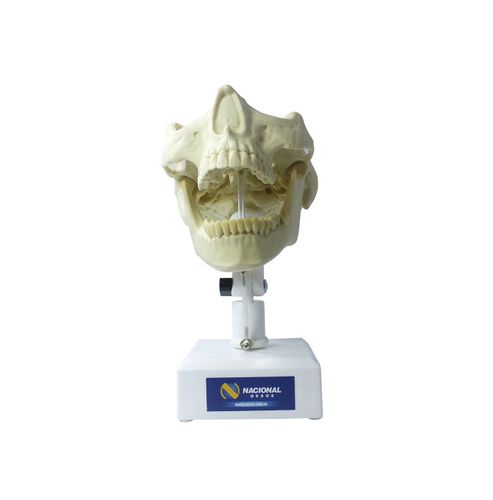 Modello anatomico di mandibola - 4100T  - Nacional Ossos - di mascella / odontoiatrico / ad uso didattico