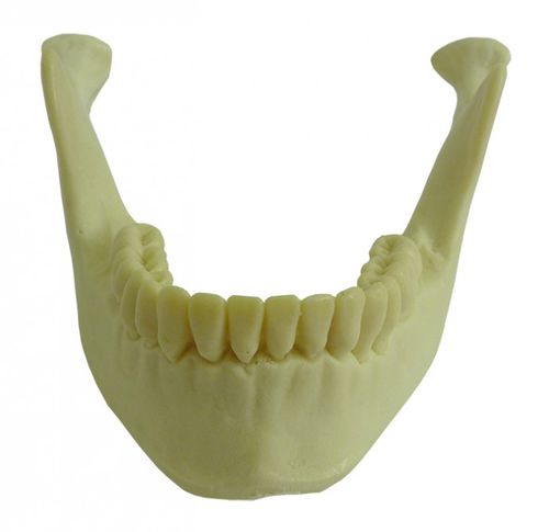 Modello anatomico osseo - 4013T - Nacional Ossos - di mandibola / di mandibola / per implantologia