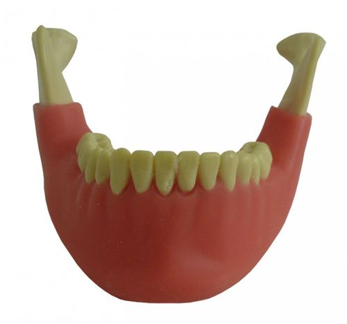 Modello anatomico osseo - 4013GT  - Nacional Ossos - di mandibola / di mandibola / gengivale