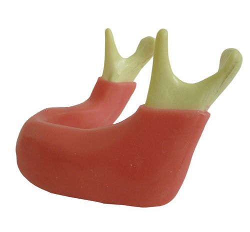 Modello anatomico osseo - 4010G  - Nacional Ossos - di mandibola / di mandibola / gengivale