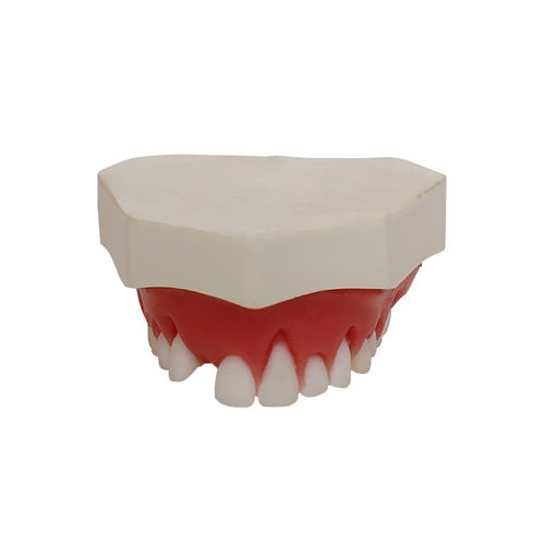 Modello anatomico di mascella - 4054  - Nacional Ossos - odontoiatrico / gengivale / per parodonzia
