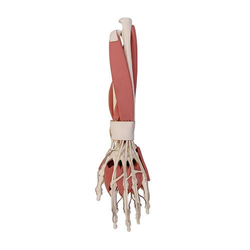 Modello anatomico osseo - 11292 - Nacional Ossos - di seno nasale / di muscolo / di radio