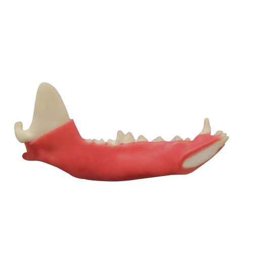 Modello anatomico di mandibola - AV110G E - Nacional Ossos - ad uso didattico / canino