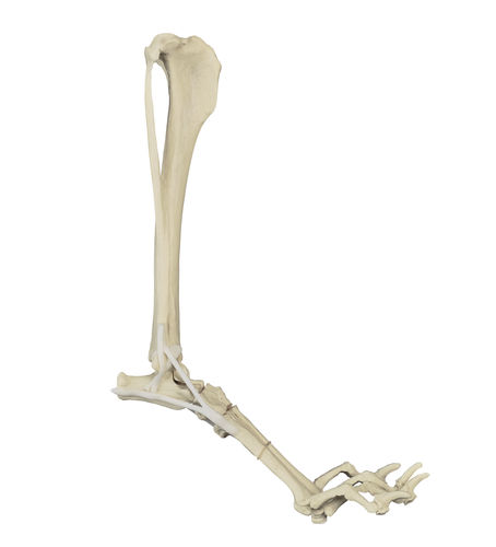 Modello anatomico osseo - AV215ESP - Nacional Ossos - di tibia / di tarso / di articolazione metatarso-falangea