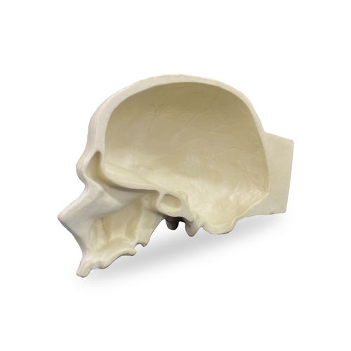 Modello anatomico di cranio - 9008  - Nacional Ossos - per implantologia / ad uso didattico / per craniotomia