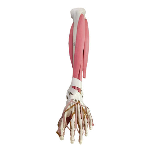 Modello anatomico di tibia - 11191 - Nacional Ossos - di piede / di caviglia / didattico