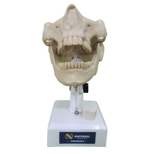 Modello anatomico osseo - 4402T - Nacional Ossos - di mandibola / di mascella / di seno nasale