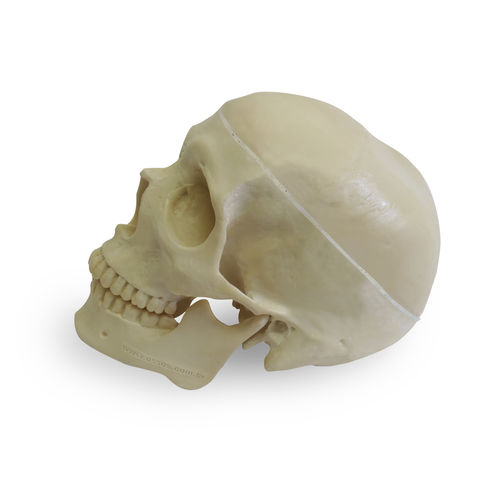 Modello anatomico di cranio - 9001-3 - Nacional Ossos - per implantologia / in poliuretano / articolato