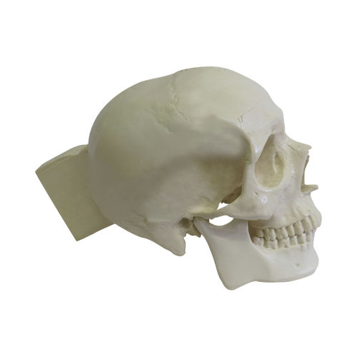 Modello anatomico di cranio - 9006 - Nacional Ossos - per chirurgia / in poliuretano / articolato