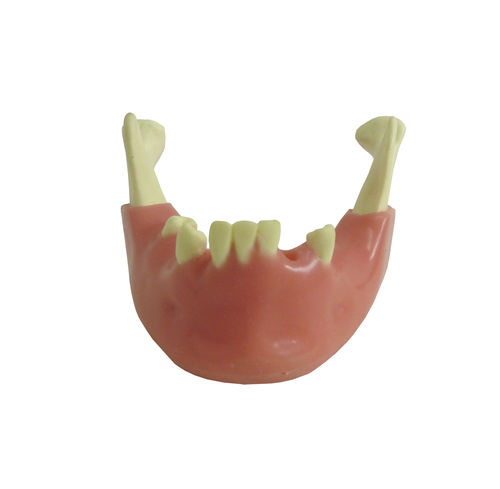 Modello anatomico di mandibola - 4012GT - Nacional Ossos - gengivale / per chirurgia / didattico