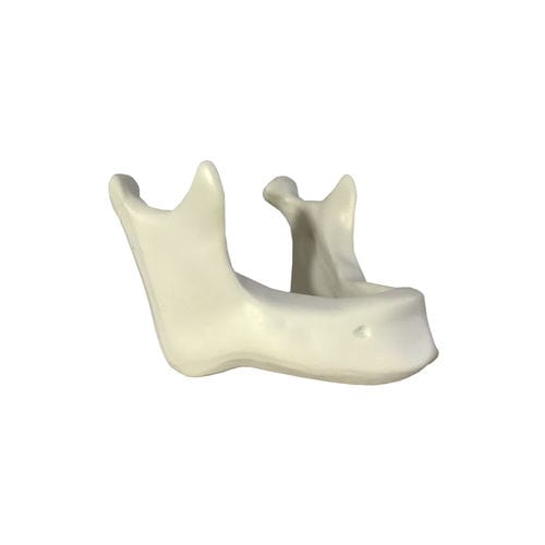 Modello anatomico osseo - 4010T - Nacional Ossos - di mandibola / per implantologia / didattico