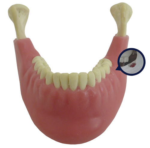 Modello anatomico di mandibola - 4402G-02 - Nacional Ossos - di denti / gengivale / per chirurgia