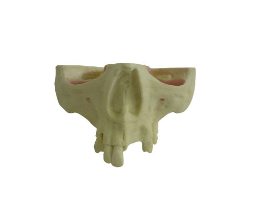 Modello anatomico di mascella - 4015T - Nacional Ossos - di seno nasale / di denti / per chirurgia