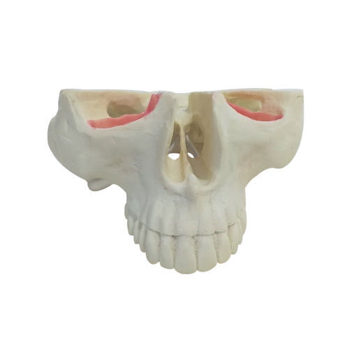 Modello anatomico osseo - 4016T - Nacional Ossos - di mascella / di seno nasale / di denti