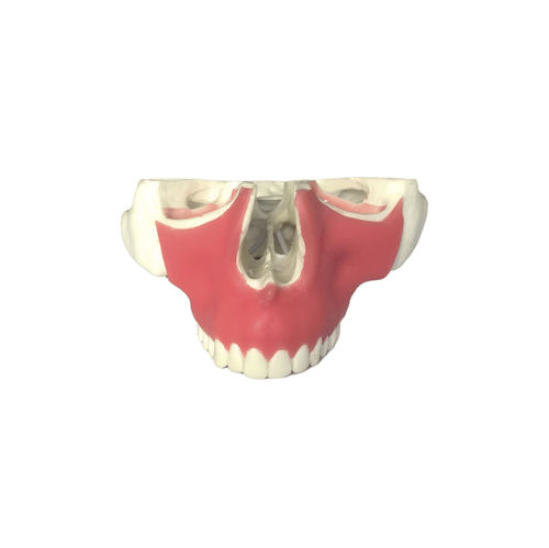 Modello anatomico di mascella - 4016GT - Nacional Ossos - di seno nasale / di denti / gengivale