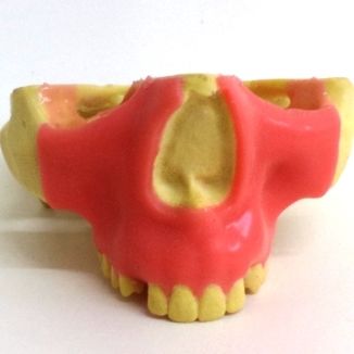Modello anatomico di mascella - 4402-01GT - Nacional Ossos - di seno nasale / gengivale / per chirurgia