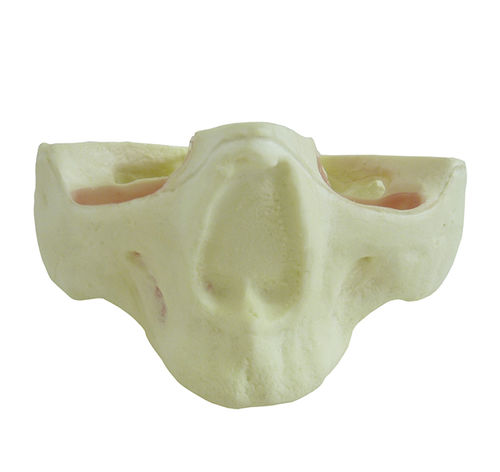 Modello anatomico di mascella - 4017T - Nacional Ossos - di seno nasale / per chirurgia / didattico