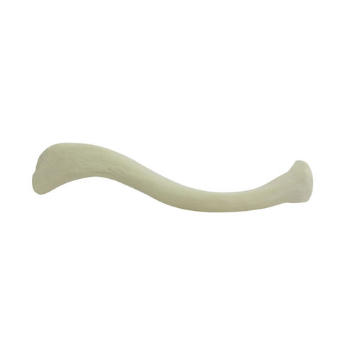 Modello anatomico osseo - 3013 - Nacional Ossos - di clavicola / per chirurgia ortopedica / didattico