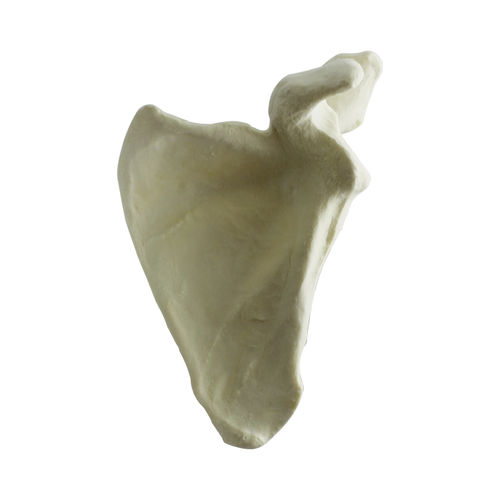 Modello anatomico osseo - 3024 - Nacional Ossos - di scapola / per chirurgia ortopedica / didattico