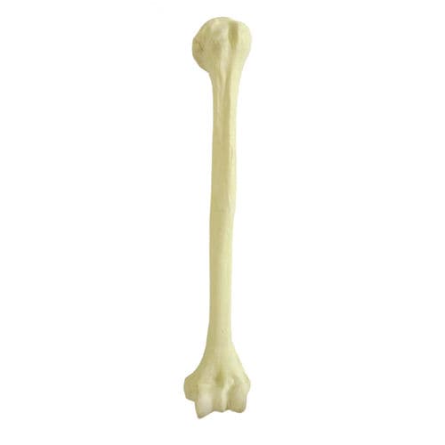 Modello anatomico osseo - 1004 - Nacional Ossos - di omero / per chirurgia ortopedica / didattico
