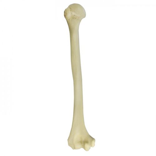 Modello anatomico osseo - 3012BESP - Nacional Ossos - di omero / per chirurgia ortopedica / didattico