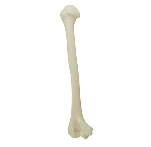 Modello anatomico osseo - 3012 - Nacional Ossos - di omero / per chirurgia ortopedica / didattico