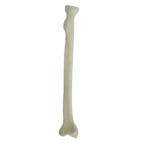 Modello anatomico osseo - 1003 - Nacional Ossos - di radio / per chirurgia ortopedica / didattico