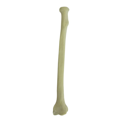 Modello anatomico osseo - 3011 - Nacional Ossos - di radio / per chirurgia ortopedica / didattico
