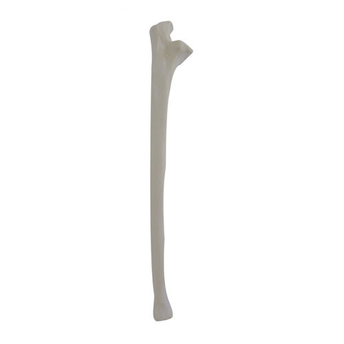 Modello anatomico osseo - 3010 - Nacional Ossos - di cubito / per chirurgia ortopedica / didattico