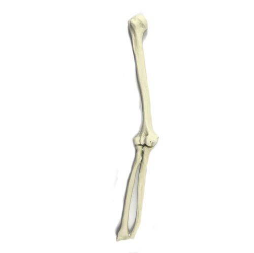 Modello anatomico osseo - 3009 - Nacional Ossos - di gomito / per chirurgia ortopedica / in poliuretano