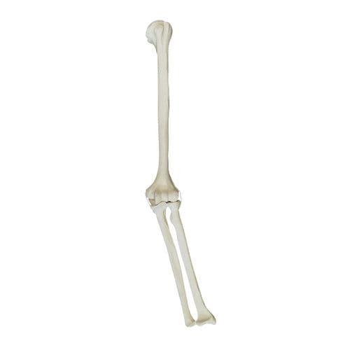 Modello anatomico osseo - 1009 - Nacional Ossos - di gomito / per chirurgia ortopedica / in poliuretano