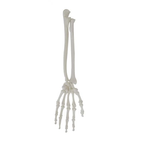 Modello anatomico osseo - 1012 - Nacional Ossos - di mano / di polsi / per chirurgia ortopedica