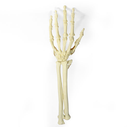 Modello anatomico osseo - 9705 - Nacional Ossos - di radio / di cubito / di mano